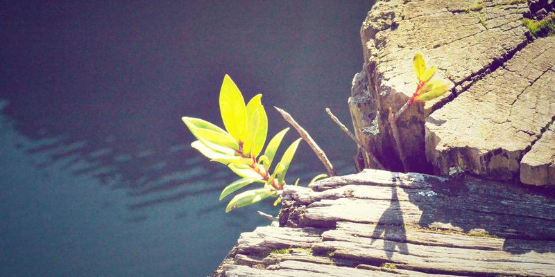 青上红茶品鉴全攻略：从干茶、汤色、香气到叶底的茶艺指南