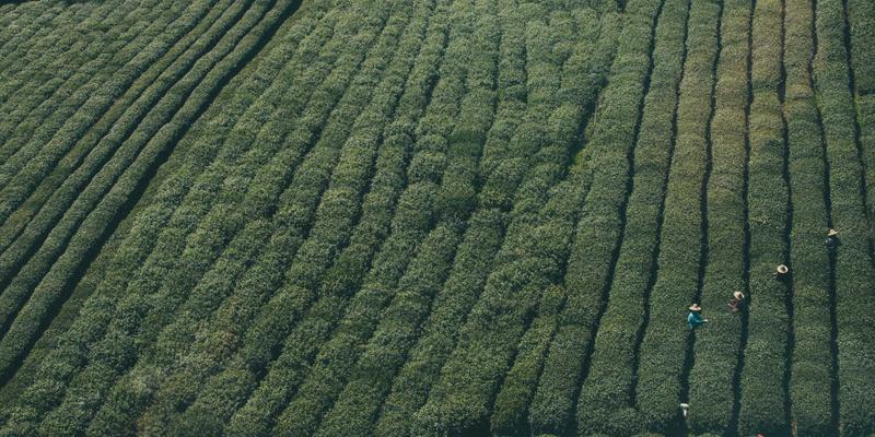 青上茶24：一盏跨越时光的茶文化对话