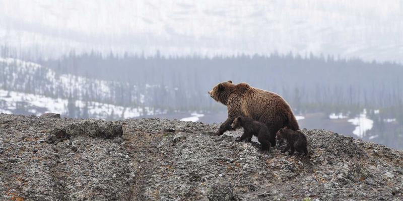 青上茶84：一盏茶香，跨越红茶与乌龙的双重茶道美学