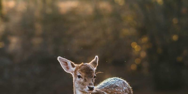 青上茶与四季养生：不同季节如何搭配饮用普洱茶更健康