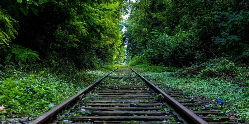 青上茶：乌龙茶与红茶的功效解密及科学茶道指南