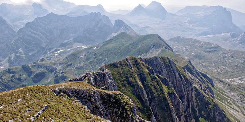 青上茶供应链透明化：从茶园到茶杯的红茶与乌龙茶可追溯体系全解析