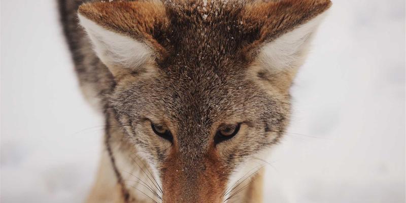 青上茶艺全解析：从温杯烫盏到出汤分茶，掌握居家冲泡乌龙茶的专业手法